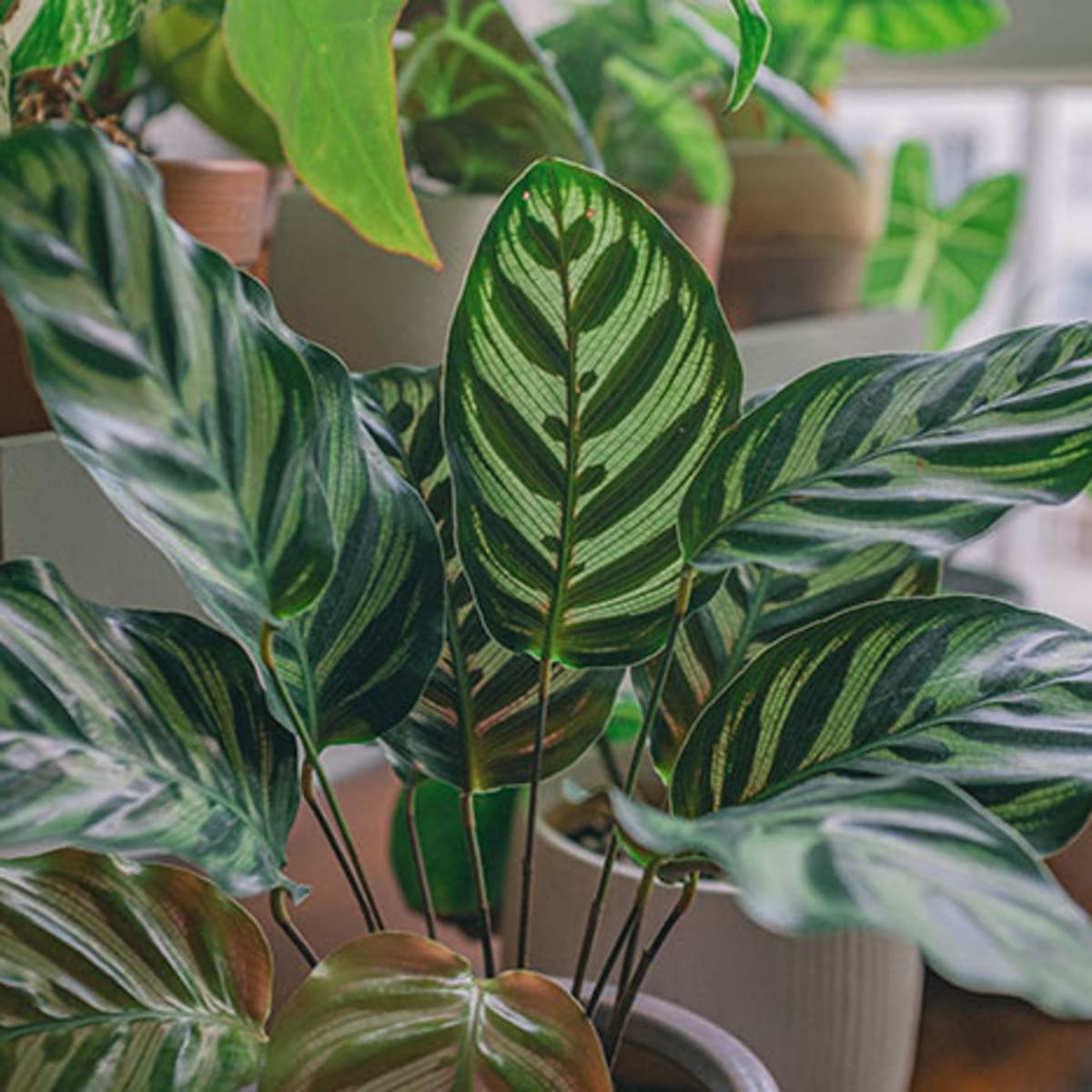 Houseplants Care and Design Made Easy   Horticulture