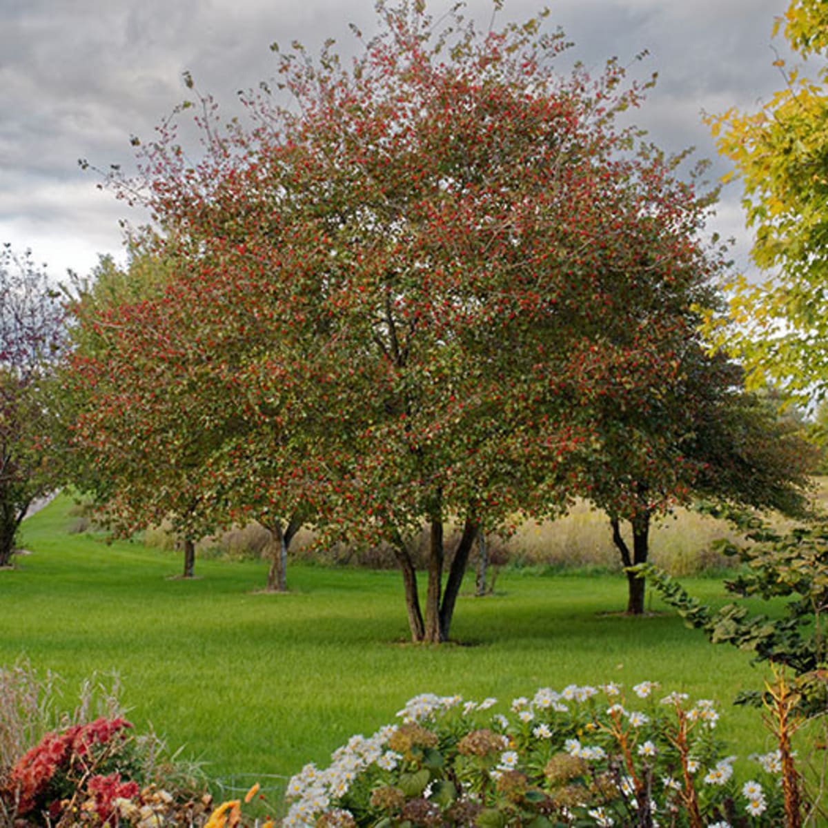washington hawthorn suits small gardens - horticulture