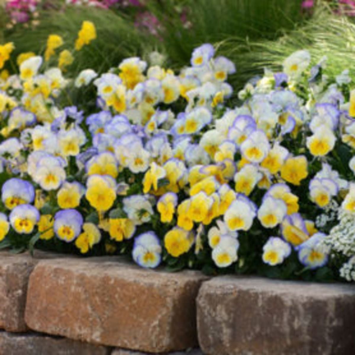 Garden Pansy Propagation And Care Horticulture