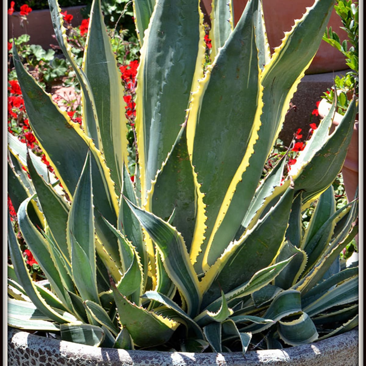 agaves in containers - horticulture