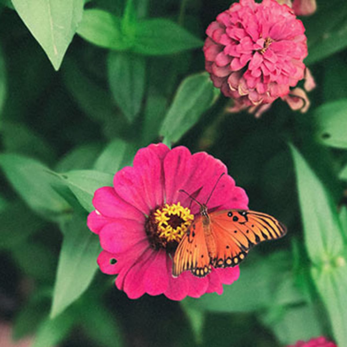 Zinnias Will Attract Butterflies and Bees   Horticulture