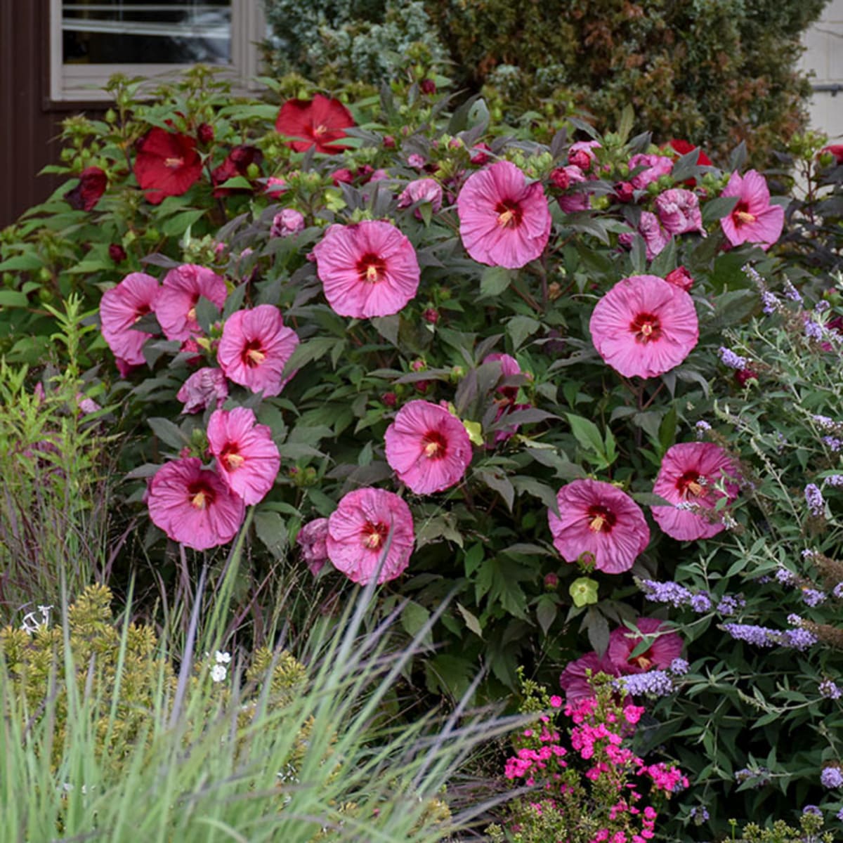 Bring the Heat with Hardy Hibiscus - Grimm's Gardens