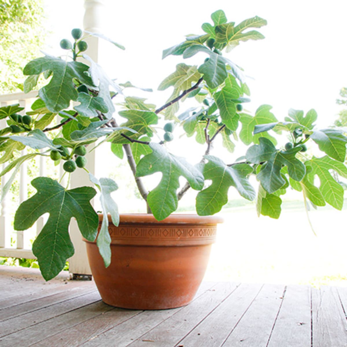 Dwarf Fig Tree Is for Container Gardening Horticulture