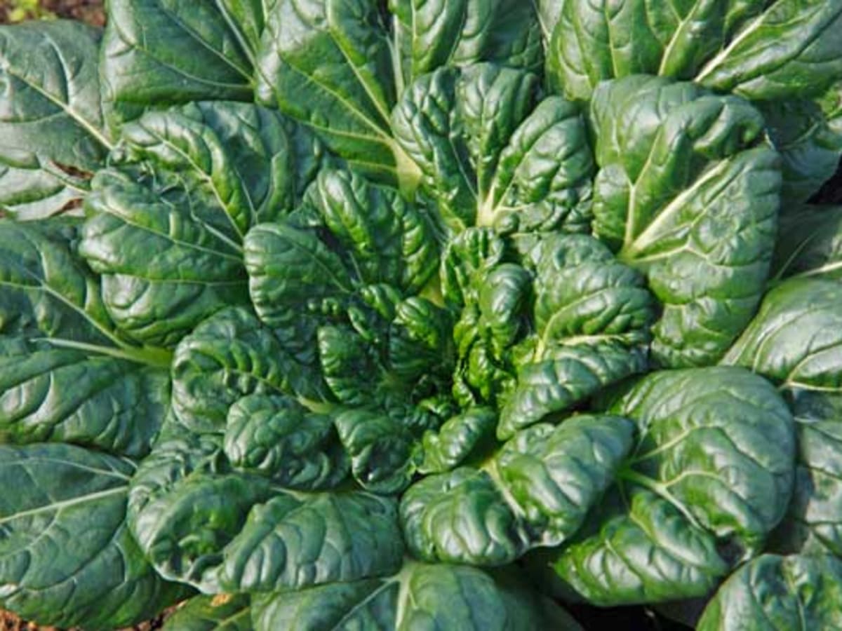 TATSOI 150 Seeds BABY LEAVES Green Asian Salad AUTUMN WINTER Vegetable Garden