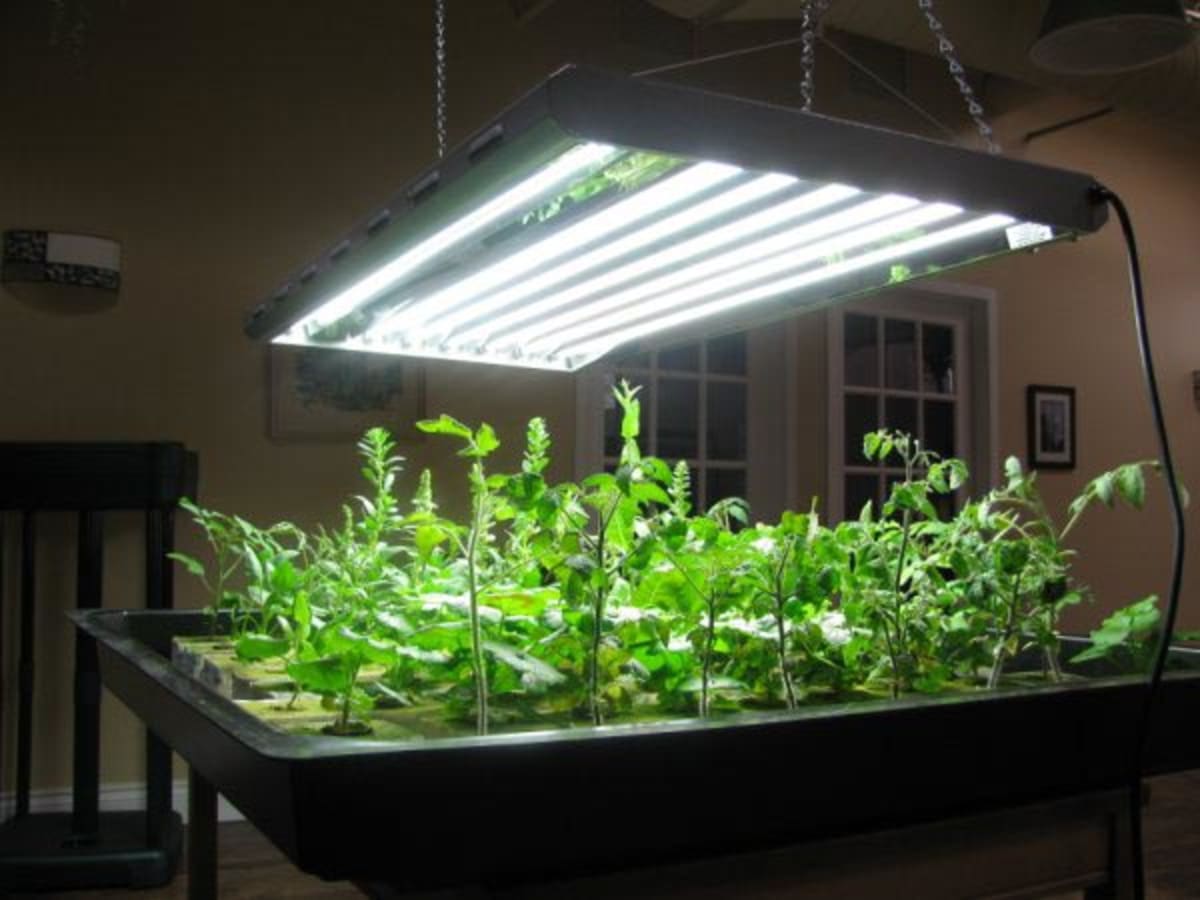 Comprar plantas de hortalizas para luces de cultivo de interior