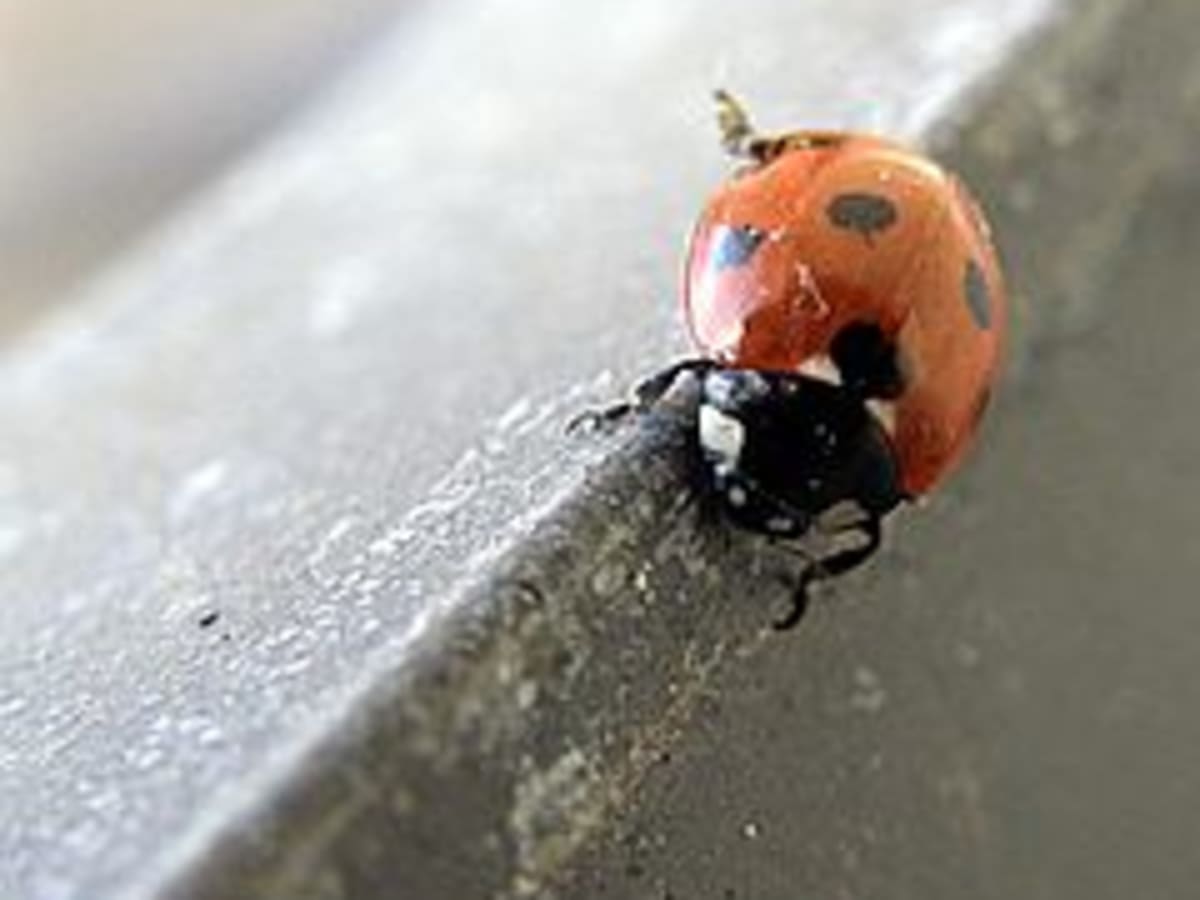 Where To Find Ladybugs In Your Backyard