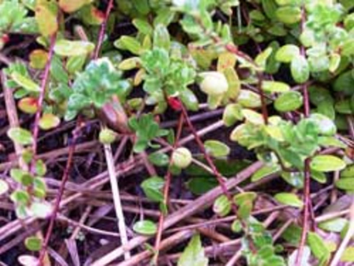 Growing Cranberry Plants: How Are Cranberries Grown In The Garden