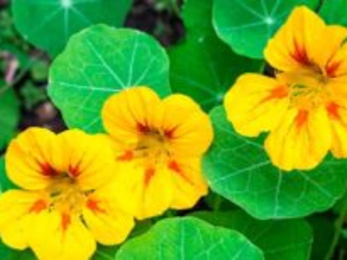 Nasturtiums: Seed Starting and Growing On - Horticulture