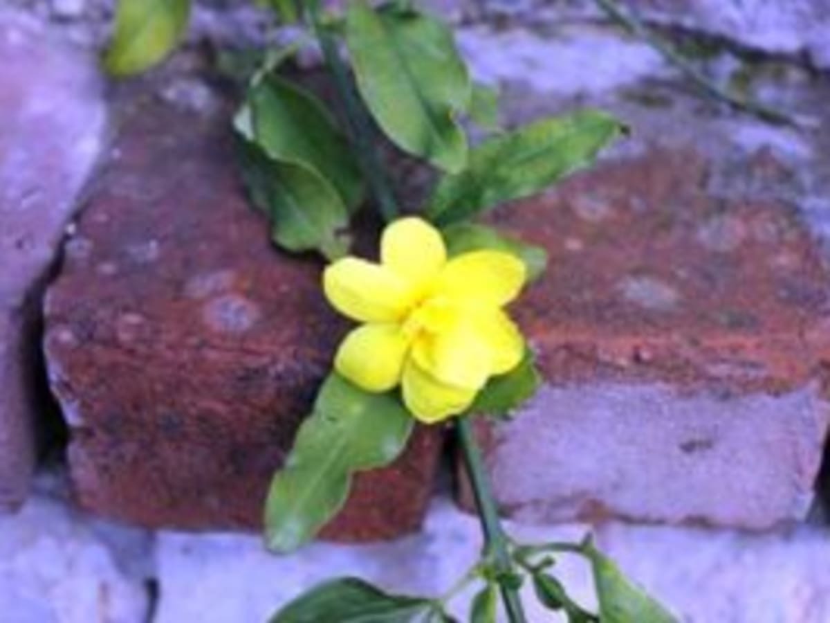 Yellow Flowered Vine Caroline Jessamine Horticulture