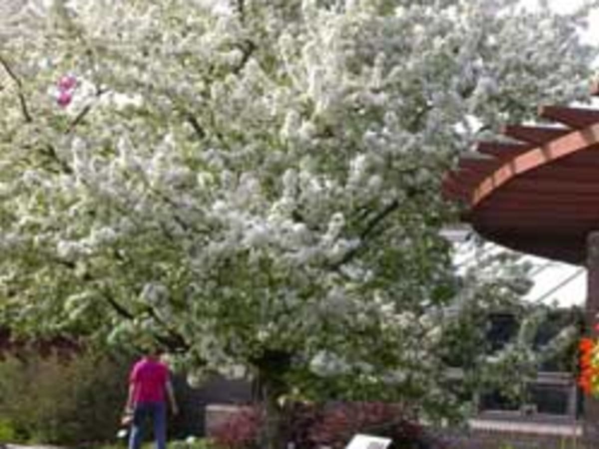 Sugar Tyme: a Beautiful Flowering Crabapple Tree - Horticulture