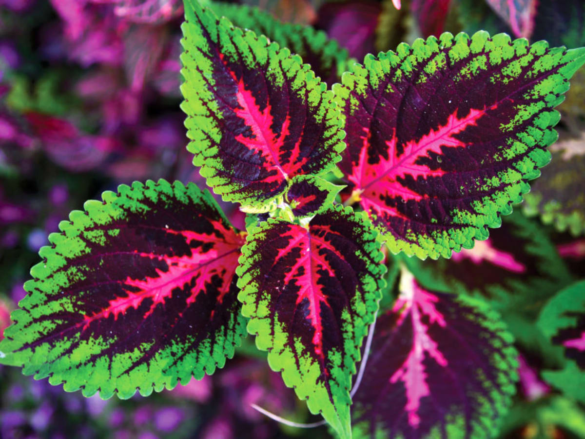 How to Keep Coleus Healthy in Pots in Summer   Horticulture