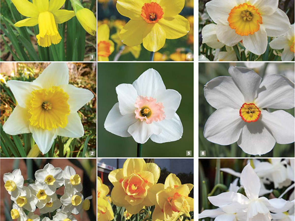Narcissus Flower Record 5 bulbos Narciso Flower Record 5 / Narcissus Flower Record Daffodil Flower Record 