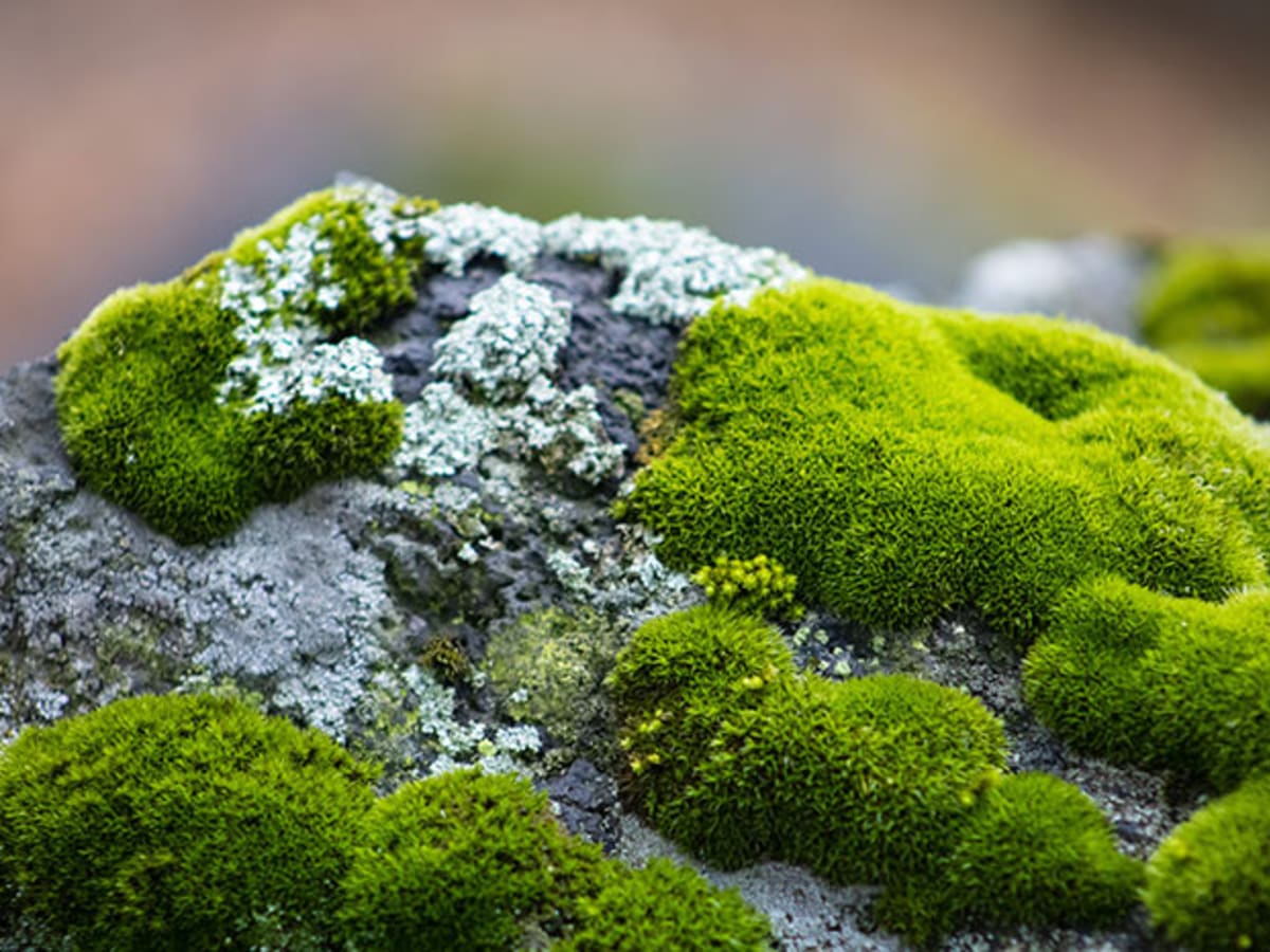 Grow moss -- on purpose? 