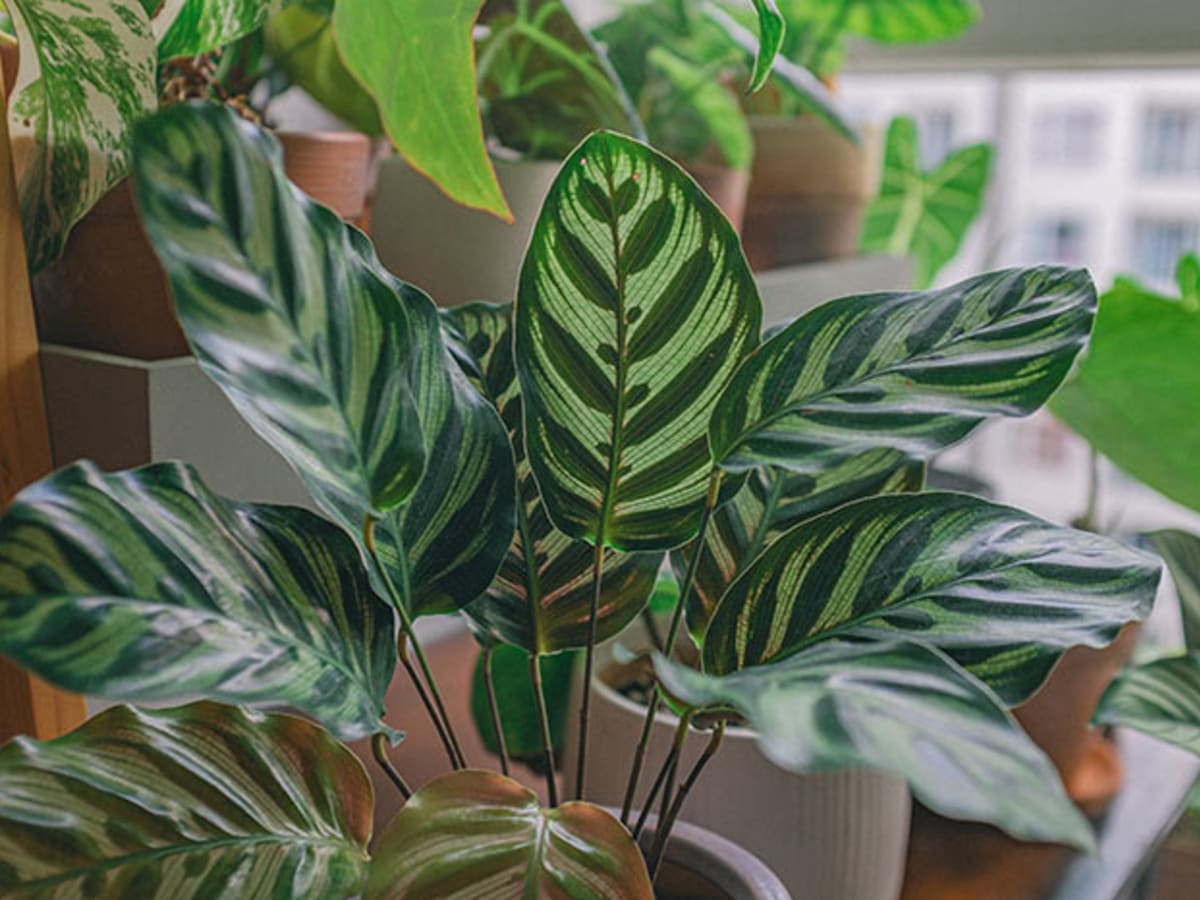 Houseplants Care and Design Made Easy   Horticulture