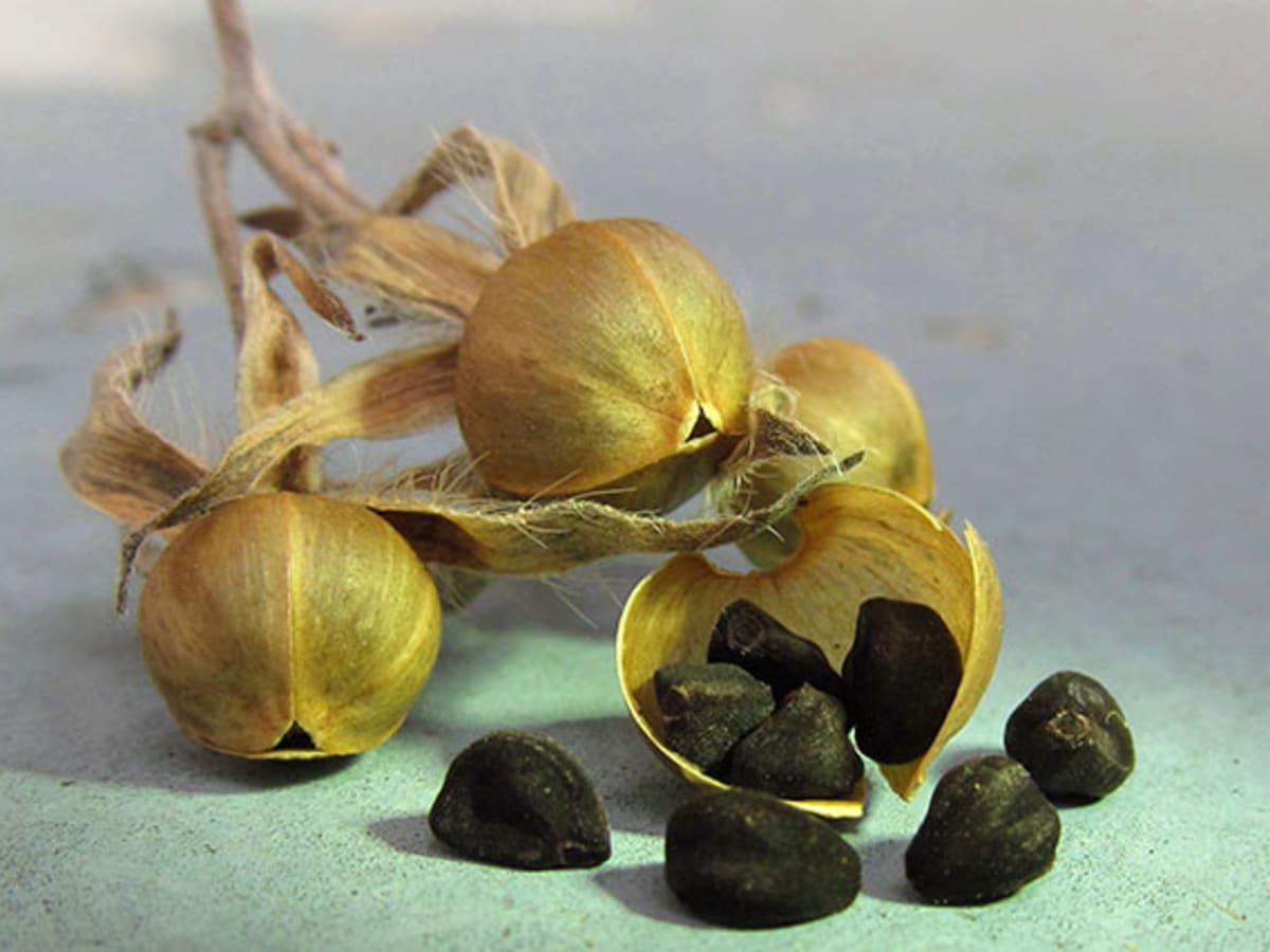 Picador Shallot (Treated Seed)