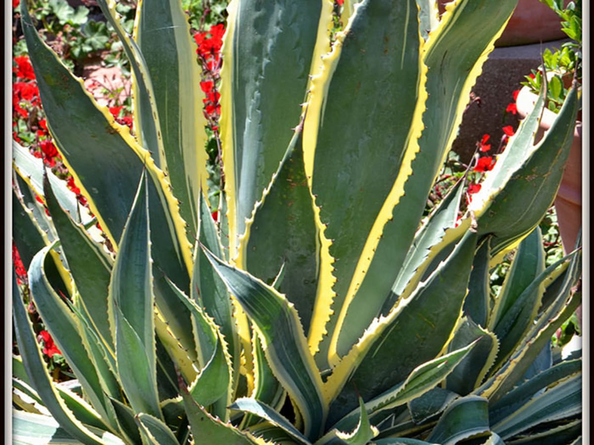 Century agave plant care