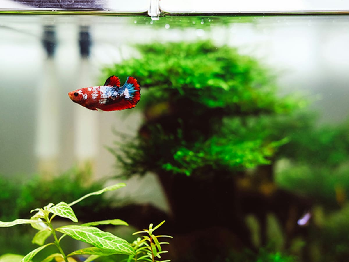 Watering Houseplants With Fish Tank
