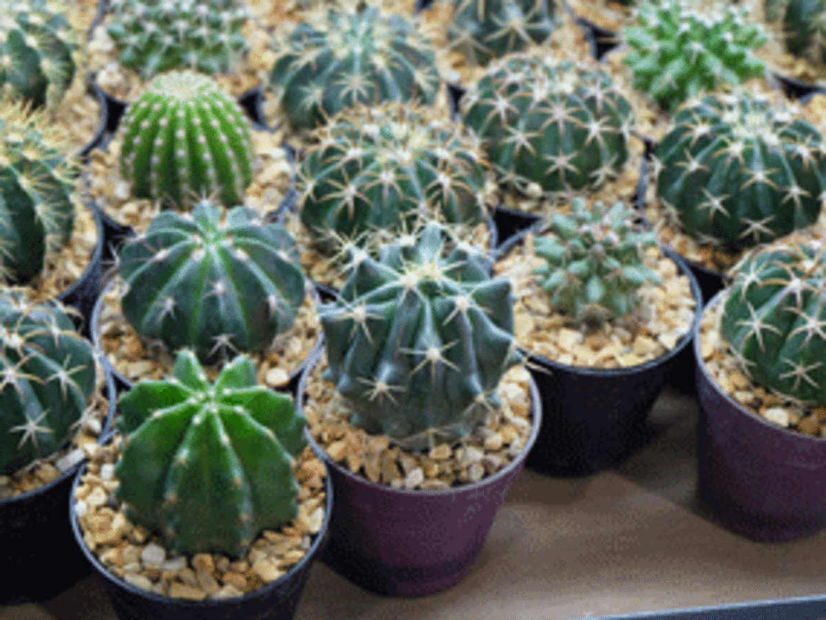 Repot Cactus Plants Without Getting Pricked   Horticulture