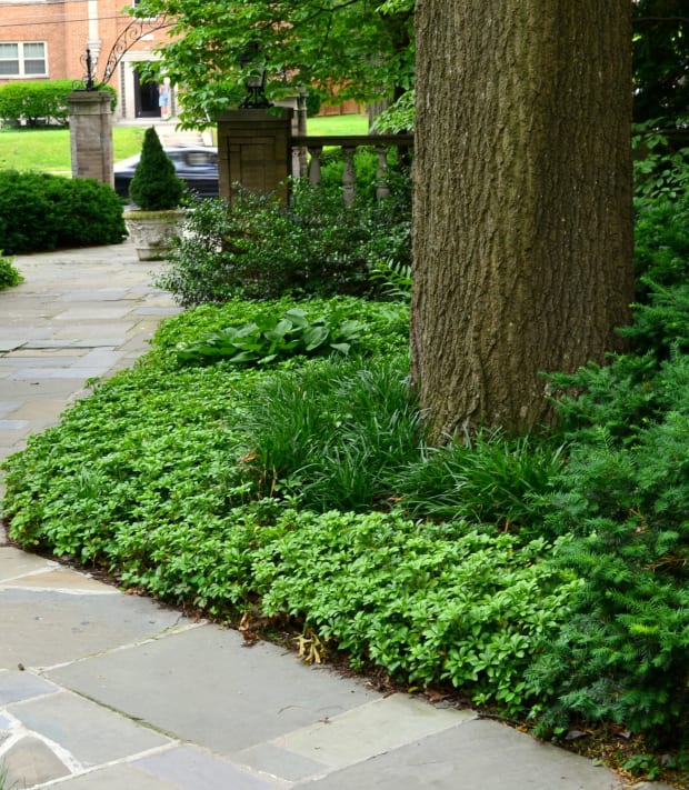 Alternatives To Mulching Around Trees, Alternatives To Mulch For Ground Cover
