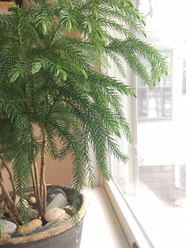 Norfolk Island Pine For Christmas And Beyond Horticulture