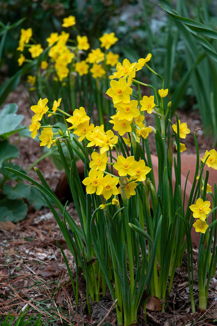 Miniature Daffodils: Growing and Garden Design Tips - Horticulture