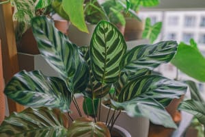 Houseplants Care and Design Made Easy - Horticulture