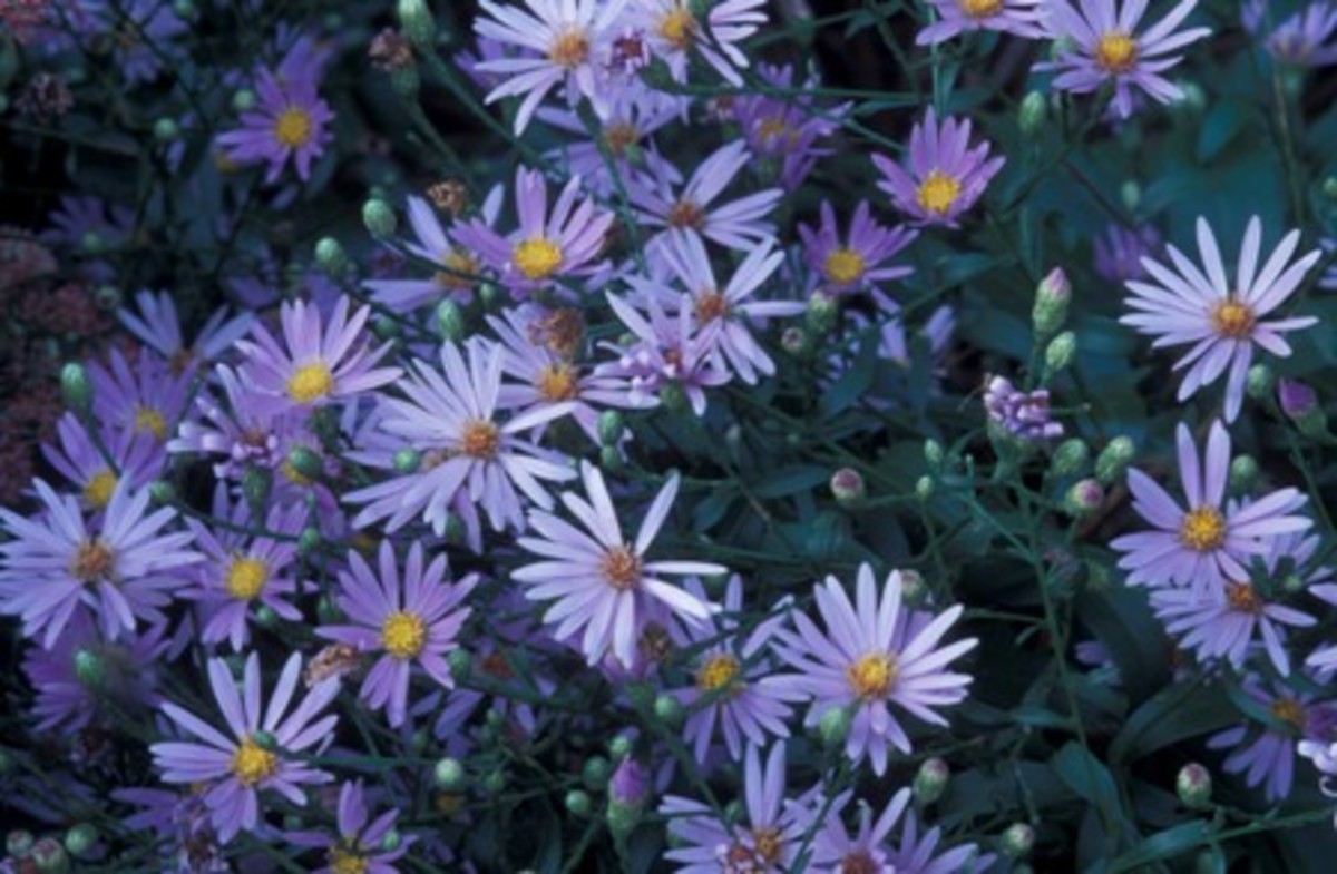 Pairie Aster (Aster turbinellus)