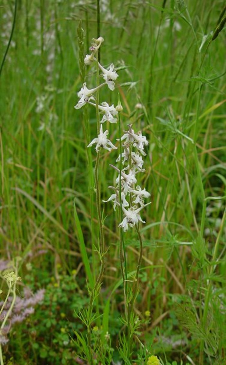 Prairie Larkspur (Delphinium carolinianum subsp. virescens)