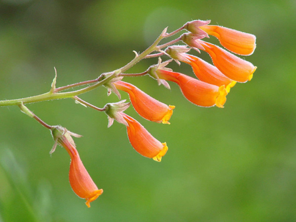 Chilean glory flower (Eccremocarpus scaber)