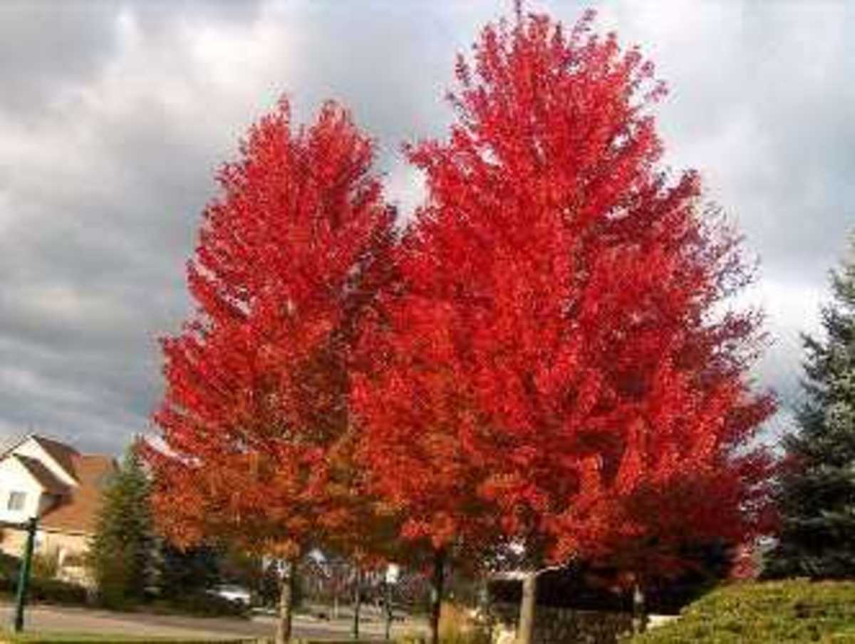 Red maple (Acer rubrum)