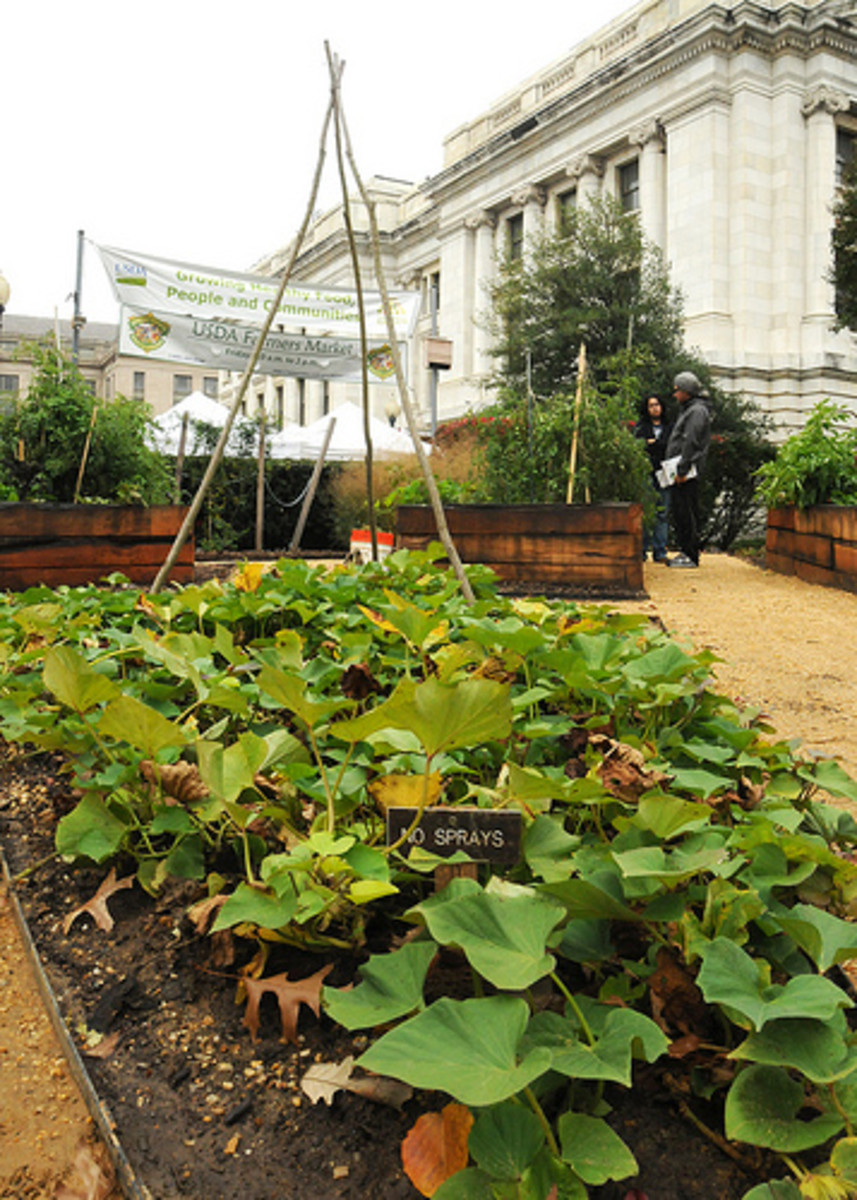 USDA People's Garden