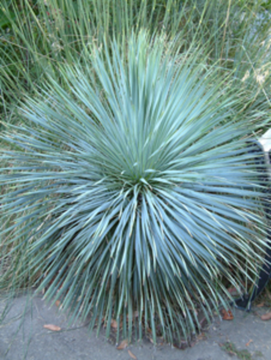 'Sapphire Skies' yucca (Yucca rostrata 'Sapphire Skies')