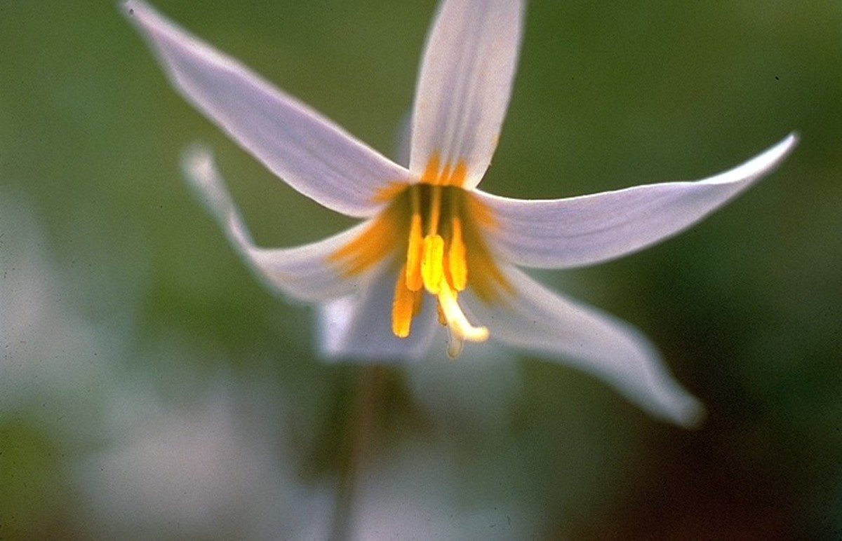 Trout Lily (Erythronium albidum)