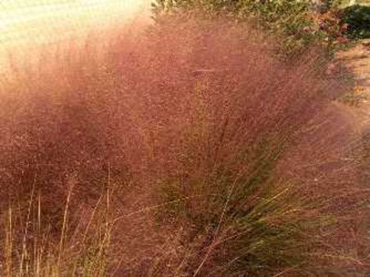 Hairawn muhly grass (Muhlenbergia capillaris)