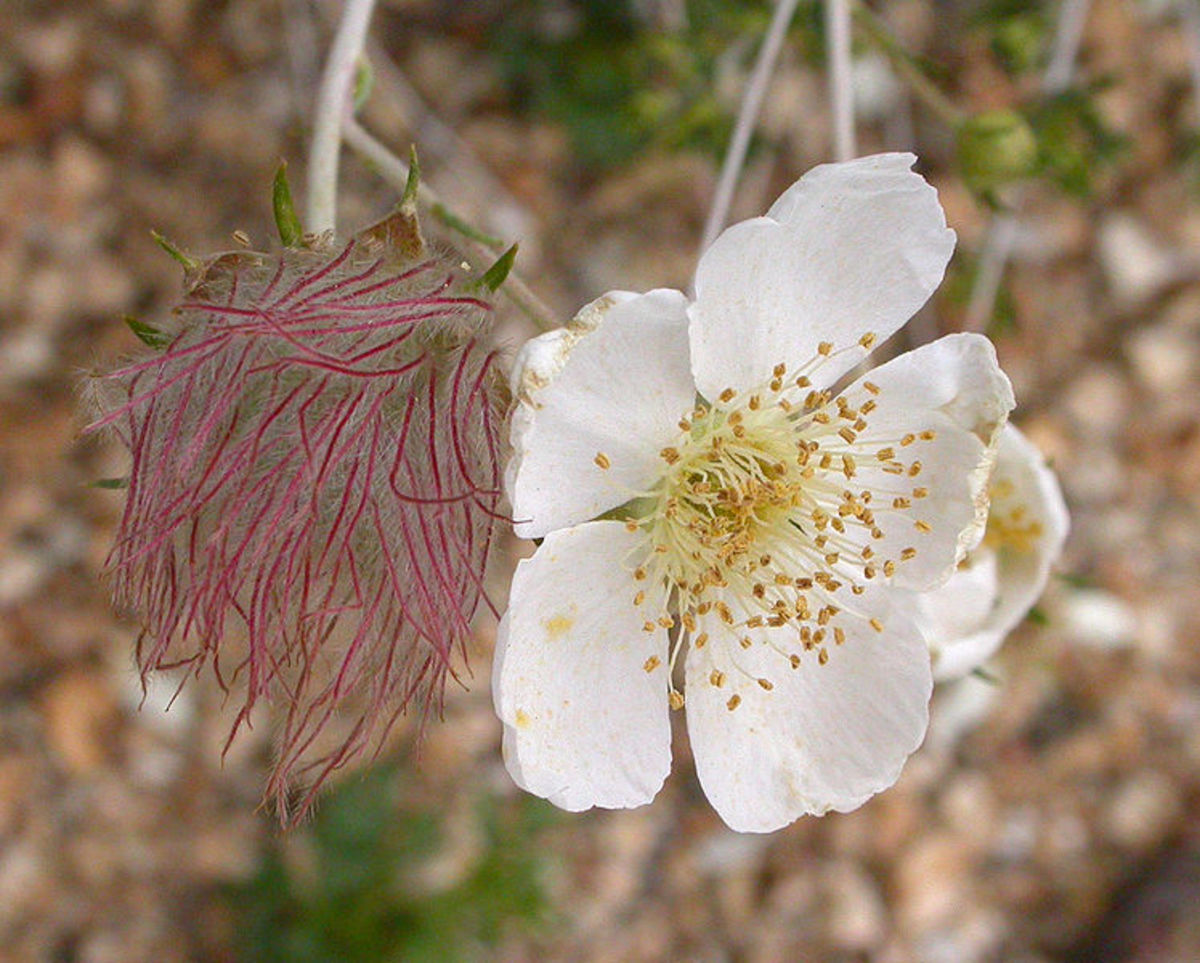 Apache Plume Shines in Dry Gardens - Horticulture