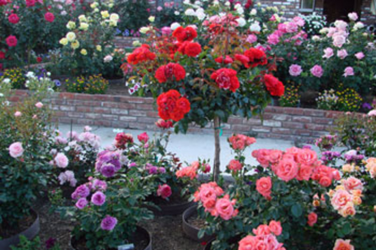 'Trumpeter' floribunda rose
