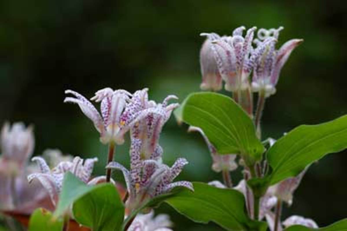 toad lilies