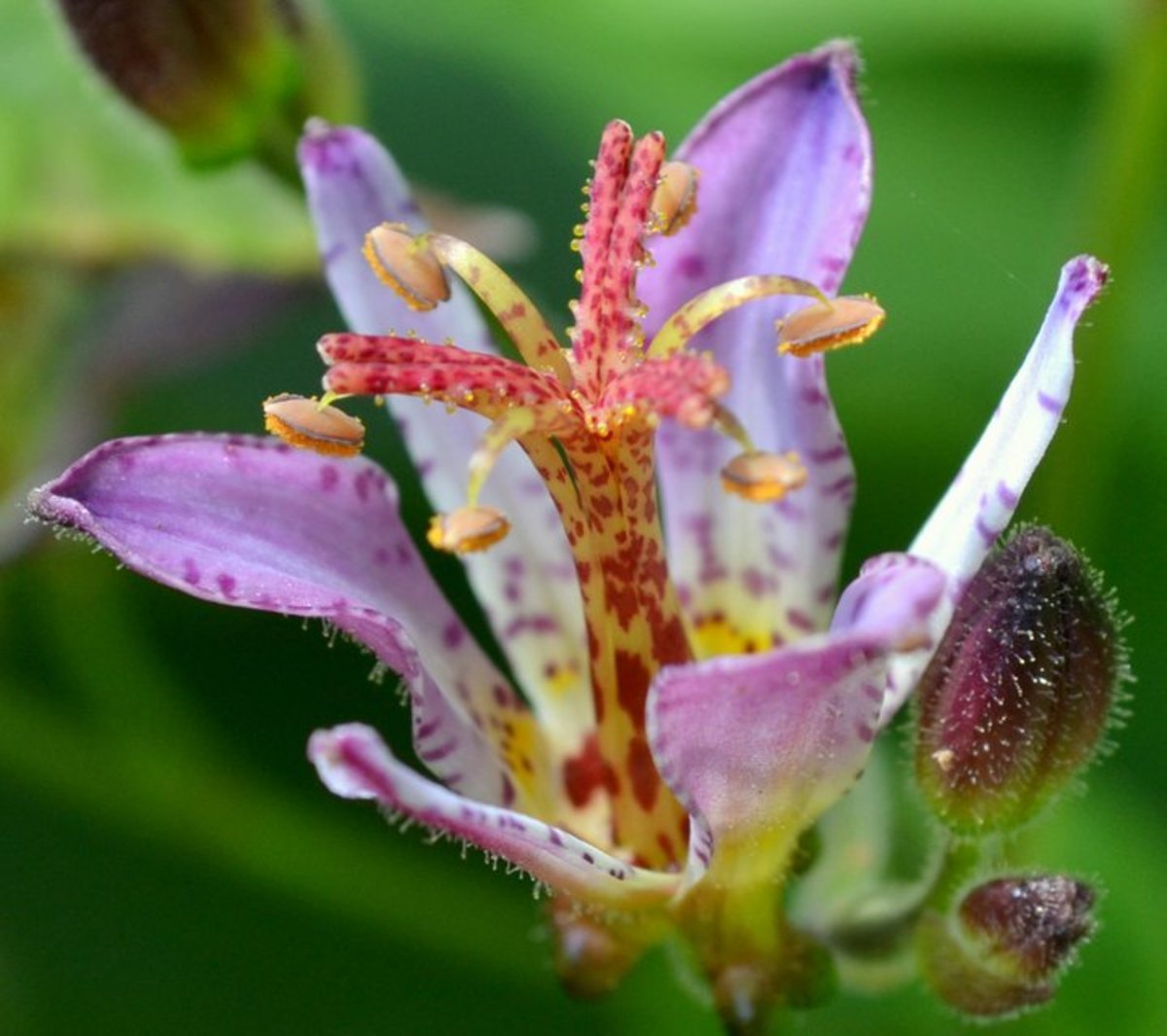 Toad Lily Horticulture