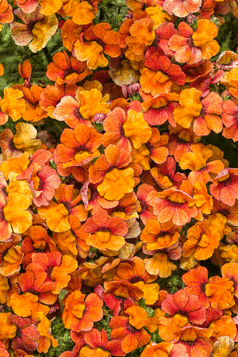 fall flowers nemesia blood orange