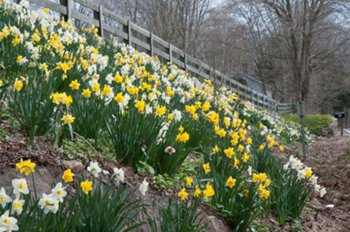 A hillside shows off a mix of daffodil varieties called Spring Loaded by Colorblends.