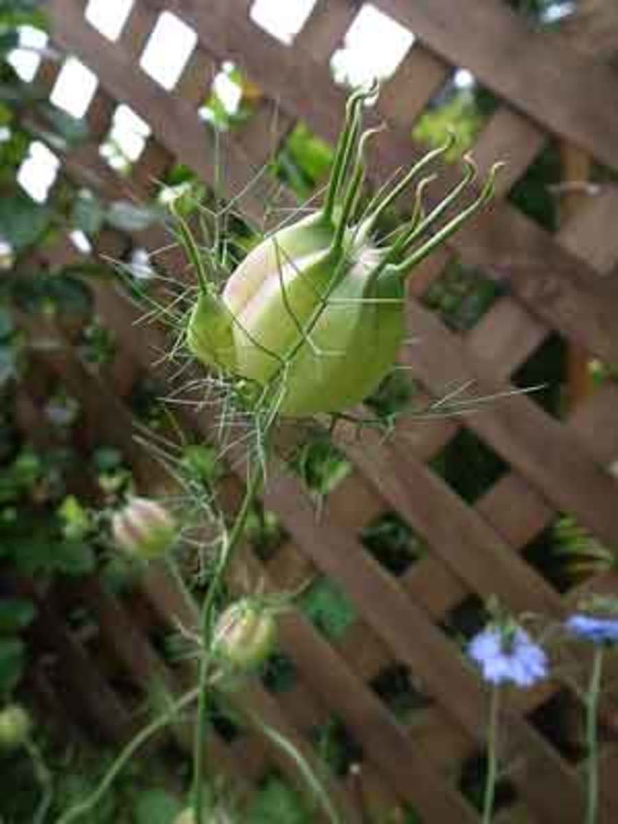 Seedhead of love-in-a-mist