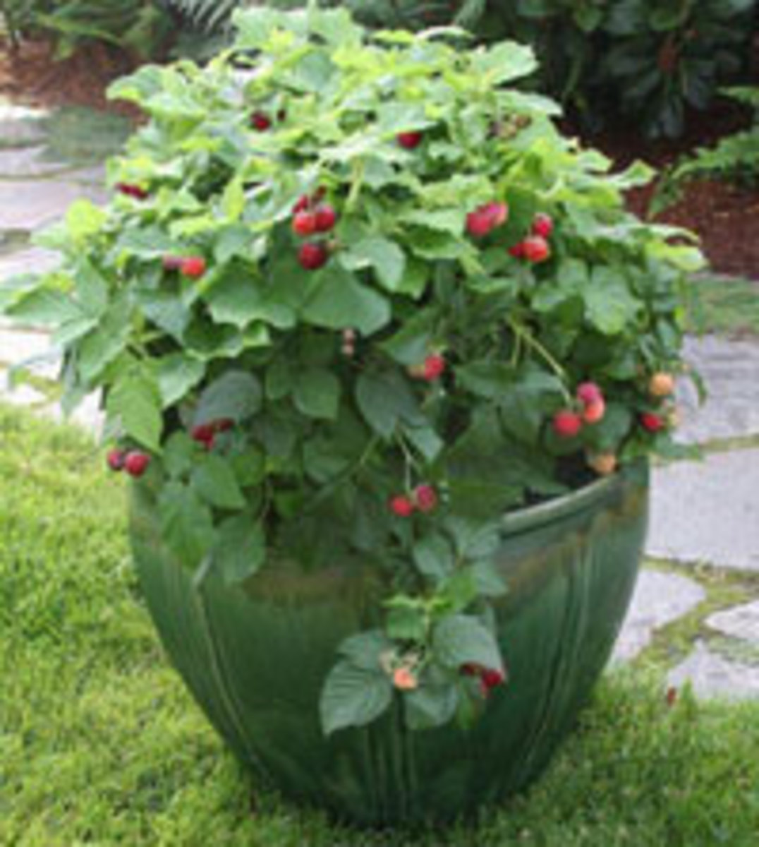 raspberry shortcake bush