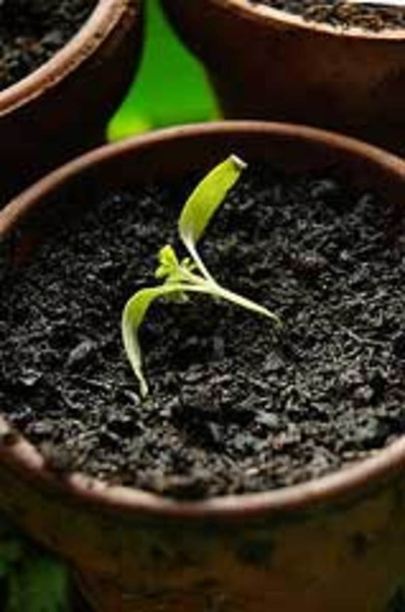seedling with damping off