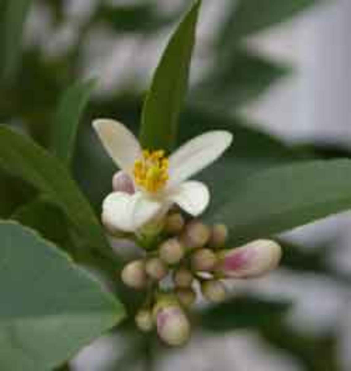 lemon blossom