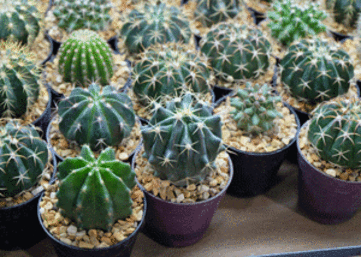 repot cactus
