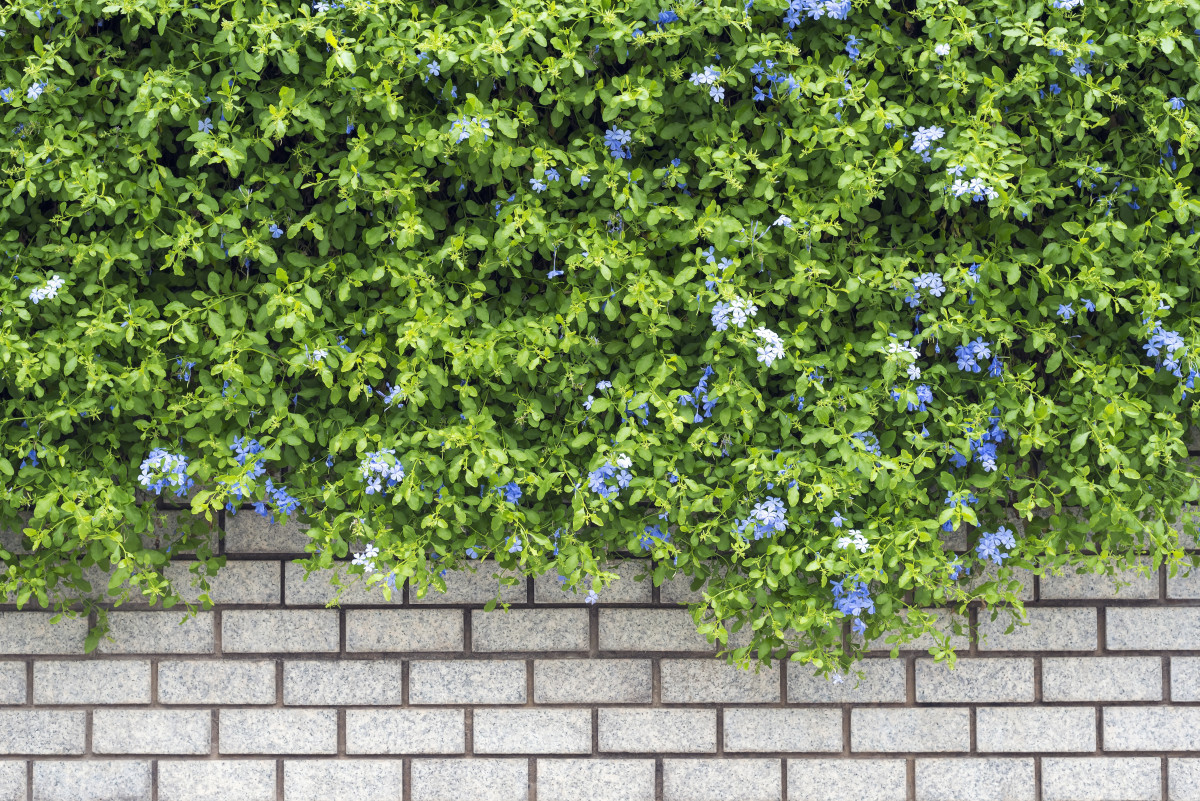 peaceful garden wall with vine