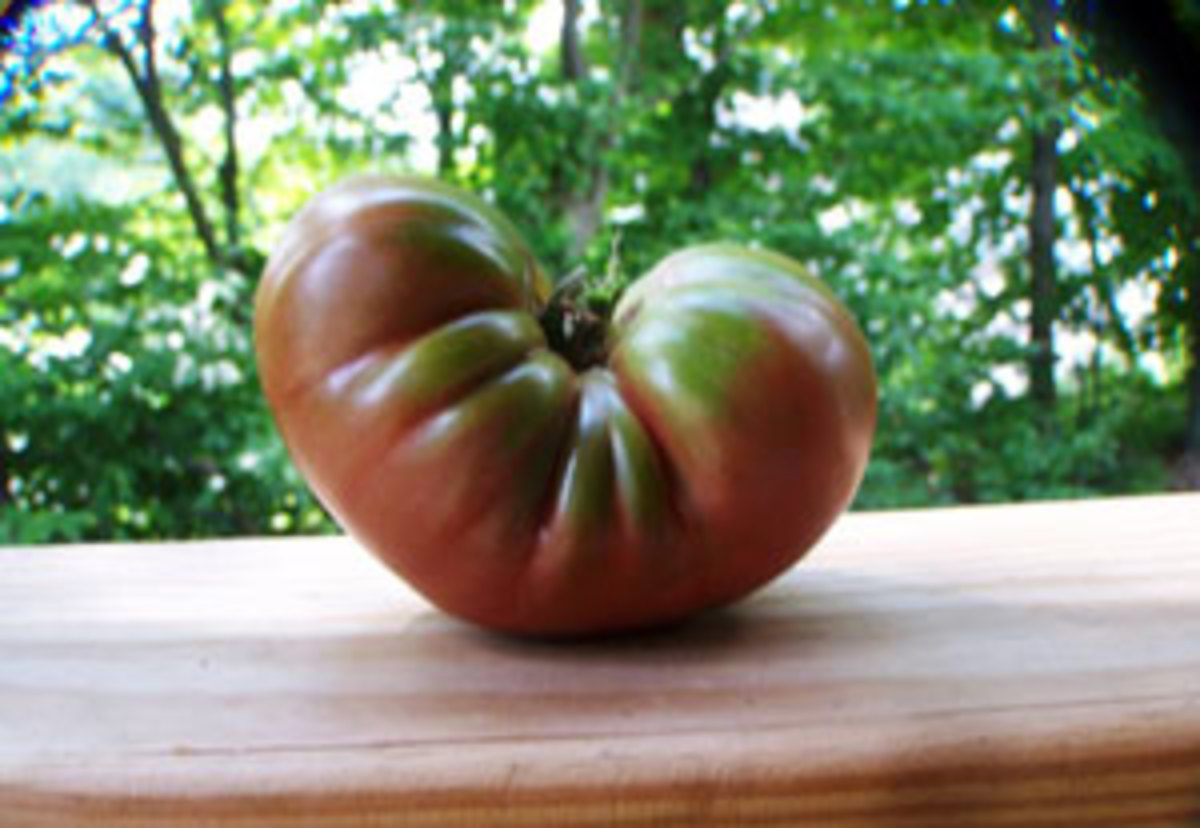 oxheart tomato