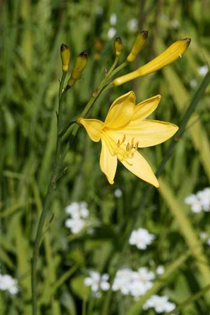 Daylily flower