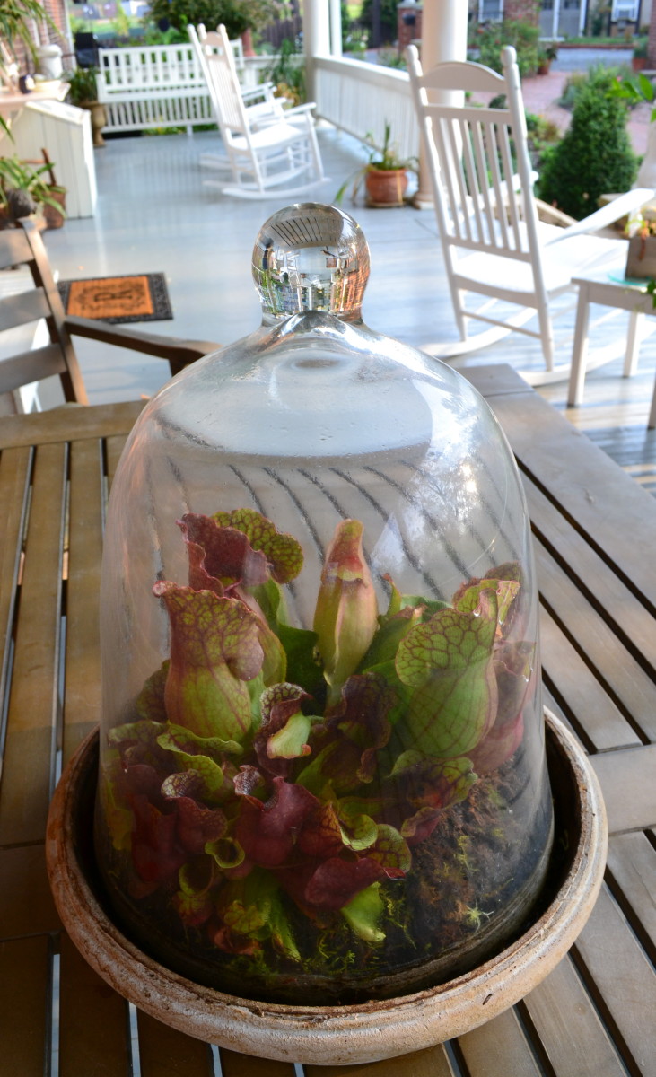Even with gardens about the inn, The Reynolds Mansion B&B Inn still finds way to add tiny gardens, such as this creative pitcher plant garden.