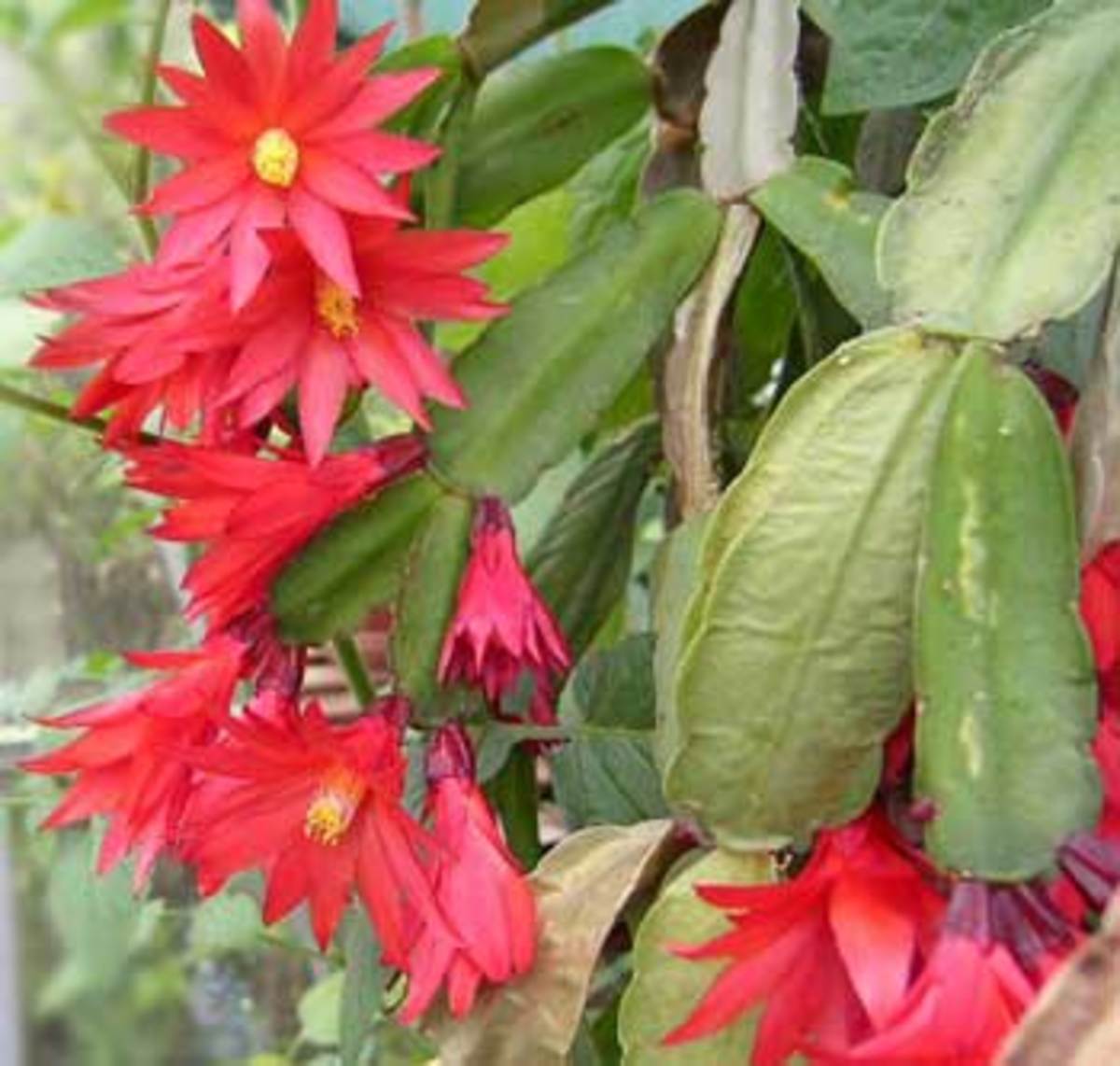 easter cactus: how it differs from christmas cactus - horticulture